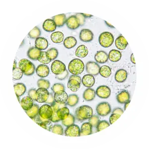 ageLOC LumiSpa iO Skincare Kit