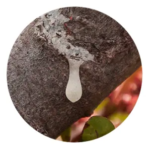 Epoch Hand Cream 50ML